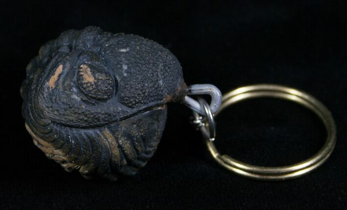 Real Phacops Trilobite Keychain #4722